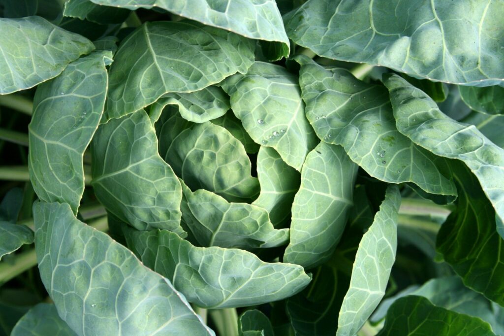 Cabbage for Mystery Snails