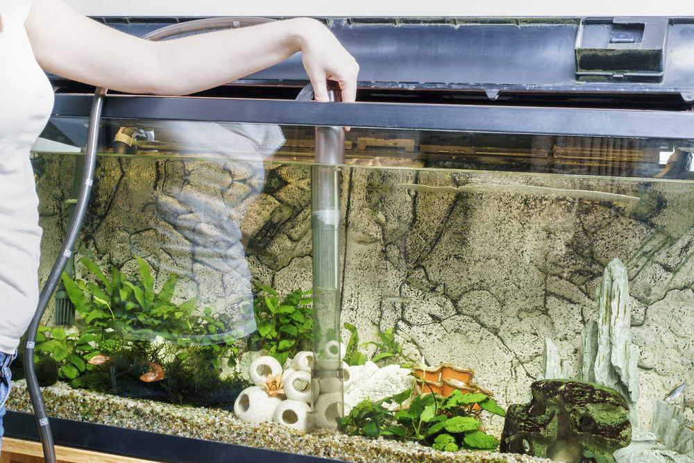 Clean tank for fish
