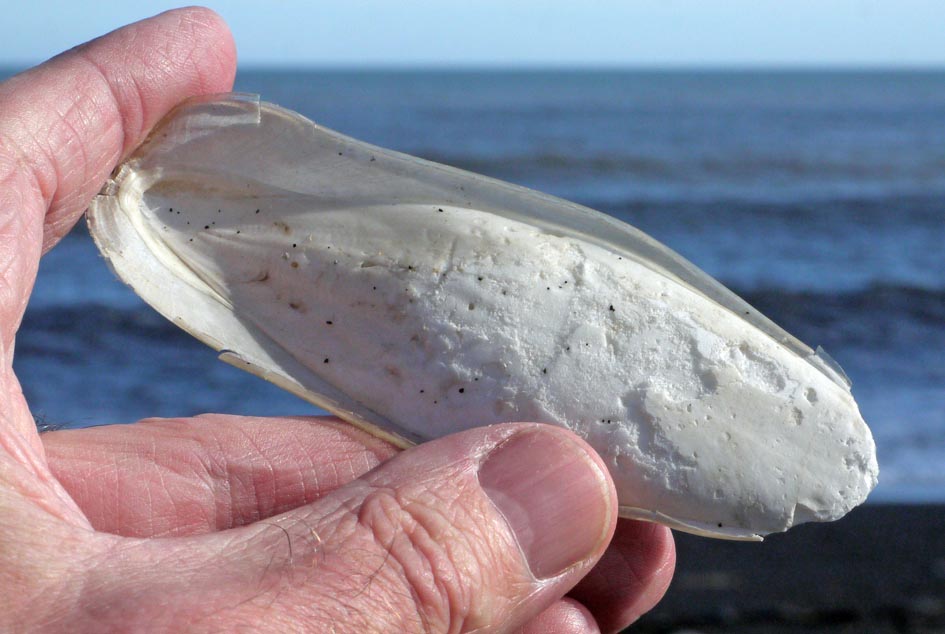 Cuttlefish bone countain a high amount of Ca