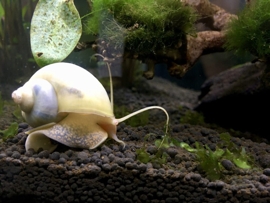Mystery Snails on a tank