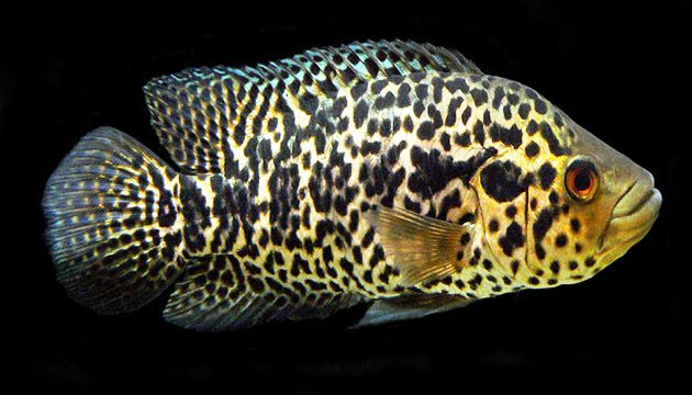 Jaguar Cichlid with yellow color