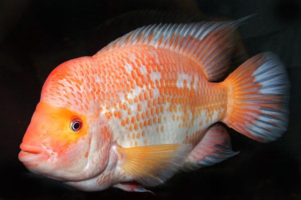 The most popular cichlids