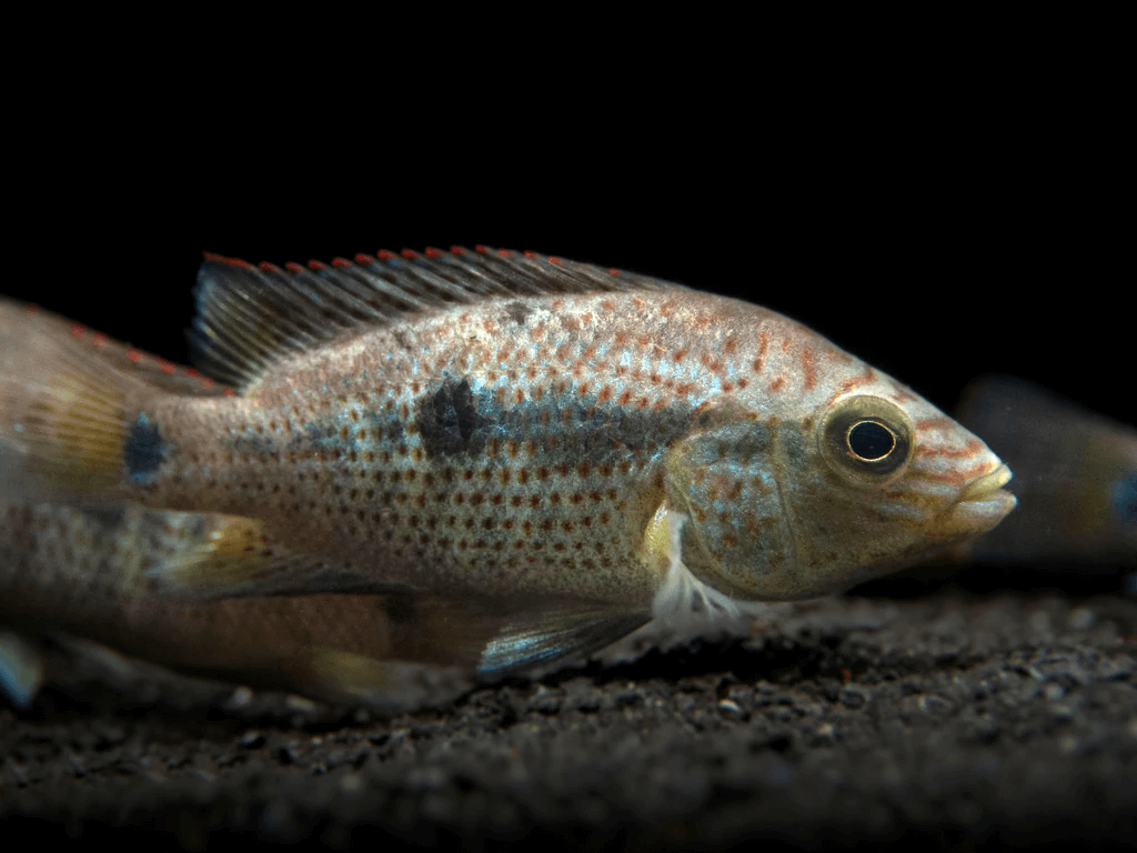 Mini Dovii or Dovii Cichlid