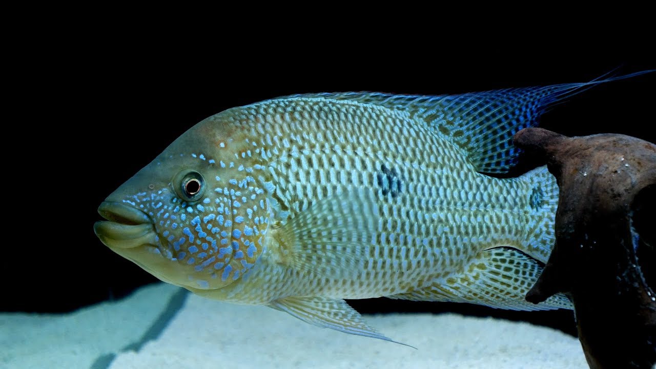 10 Most Aggressive Cichlid Fish - The Aqua Advisor