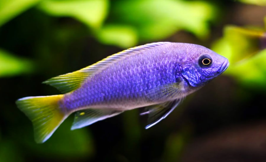 Acei Cichlid