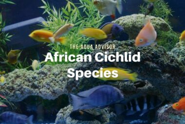 African Cichlid Fish – Getting to Know All the Species Types