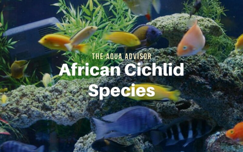 African Cichlid Fish – Getting to Know All the Species Types