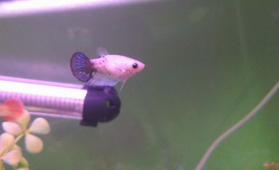 A baby betta fish, still have a very small size.