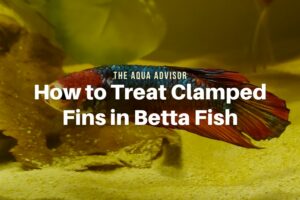 Clamped Fins in Your Betta Fish? Know the Symptoms and How to Treat It