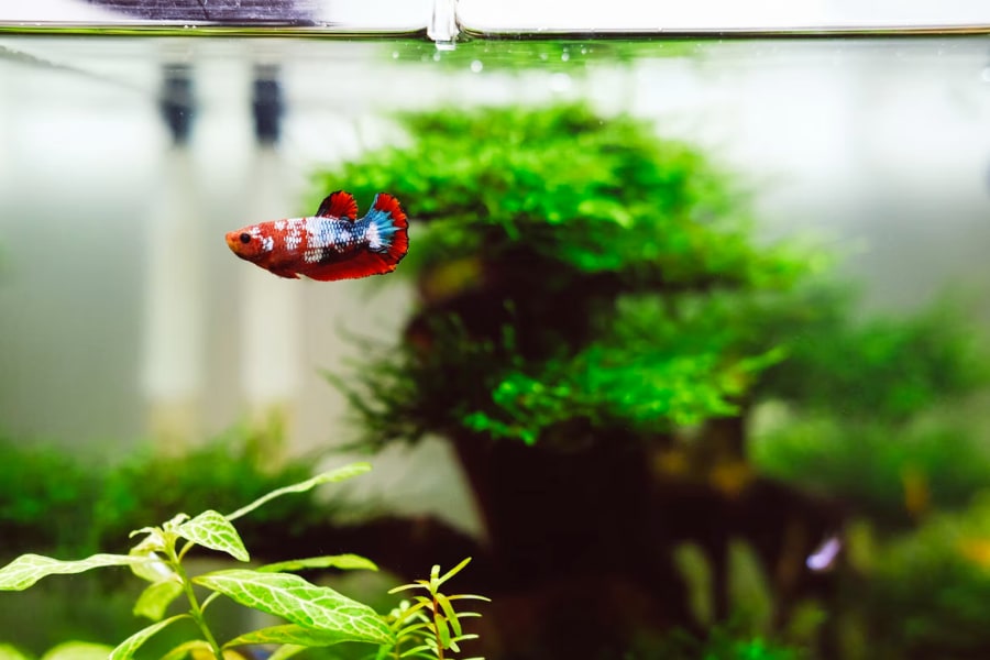 A betta fish inside the fish tank.