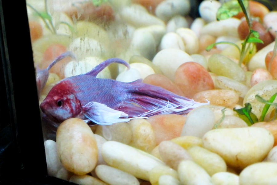 A sick betta fish due to clamped fins.