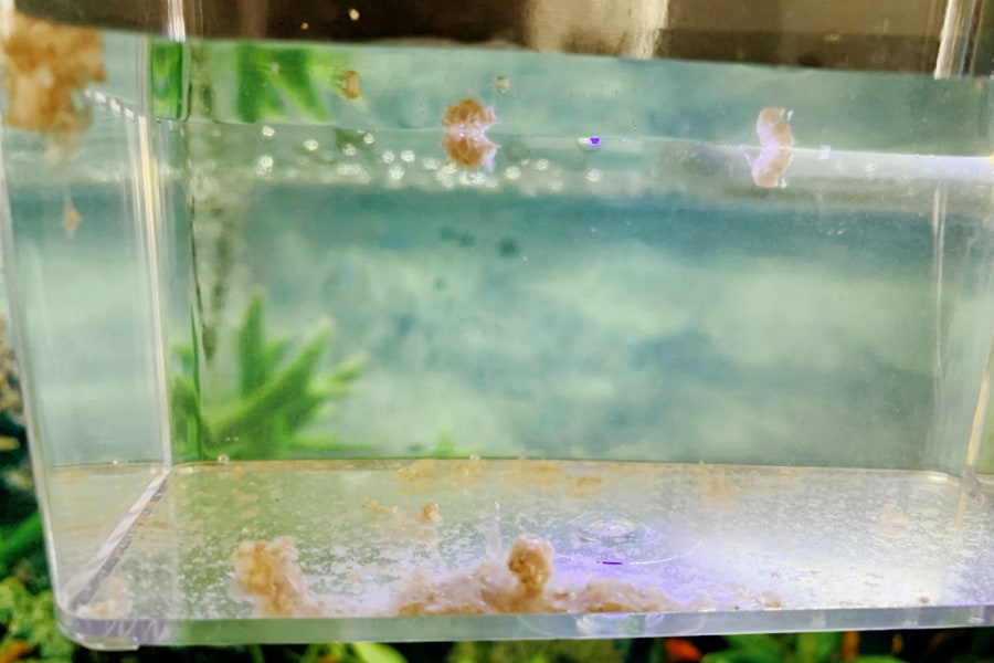 Breeding baby mystery snails.