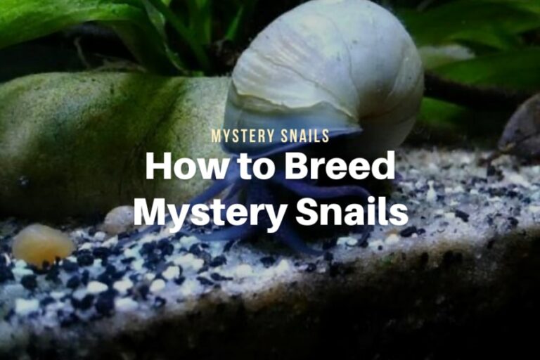 Mystery Snail Colors (Shell, Body & Stripes) The Aqua Advisor