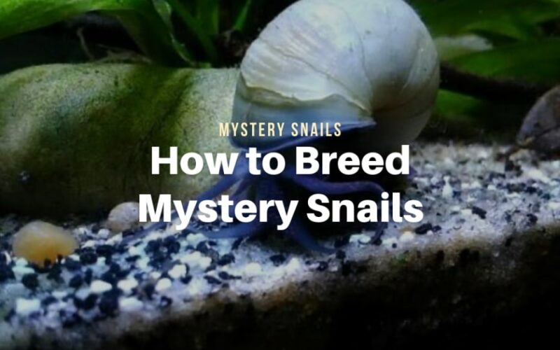 Breeding Mystery Snails, The Complete Guide