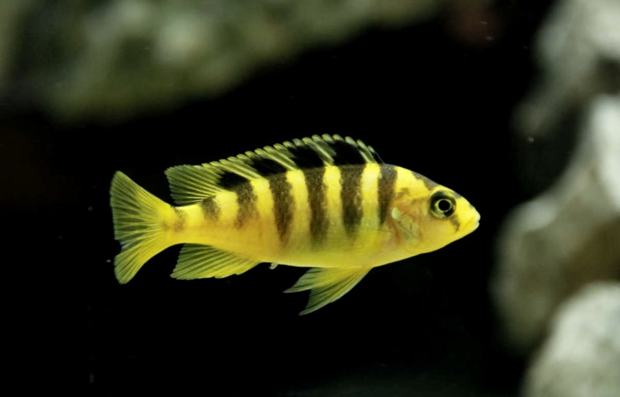 Bumblebee Cichlid