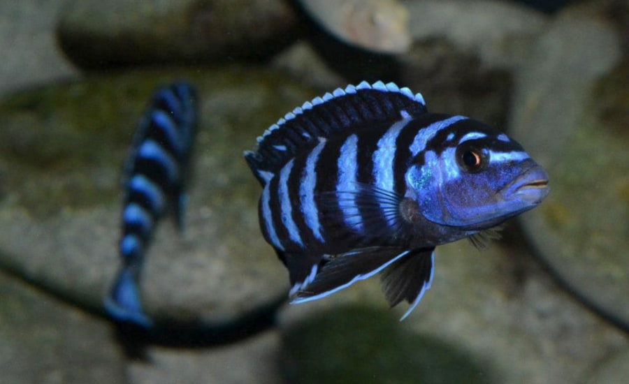 Demasoni Cichlid