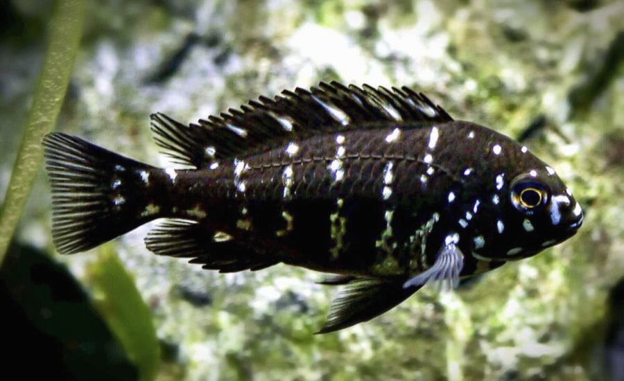 Duboisi Cichlid