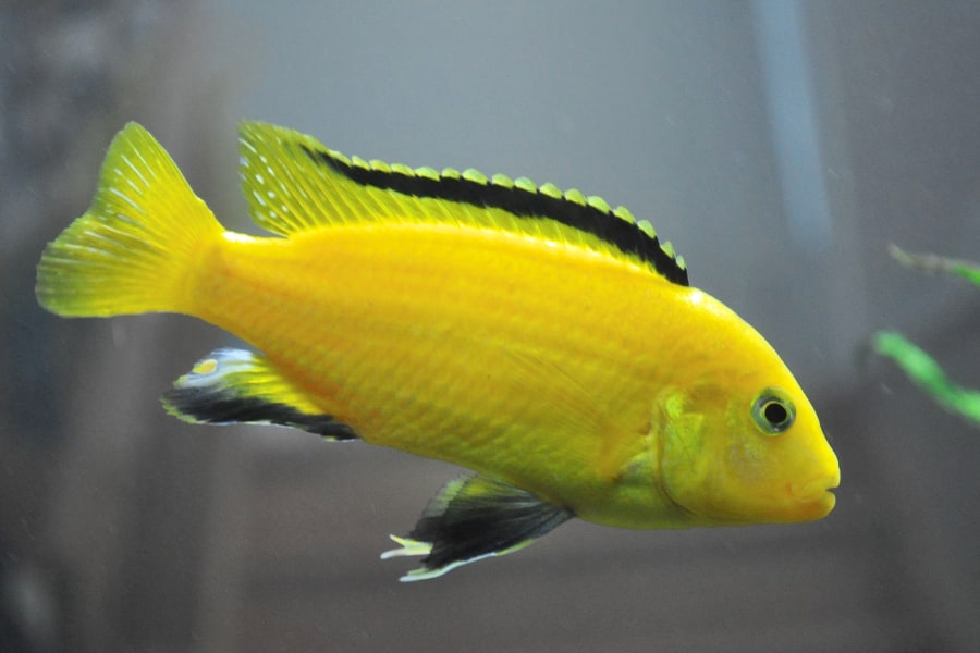 Electric Yellow Cichlid