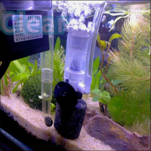 Do Betta Fish Need Heaters & Filters? - The Aqua Advisor