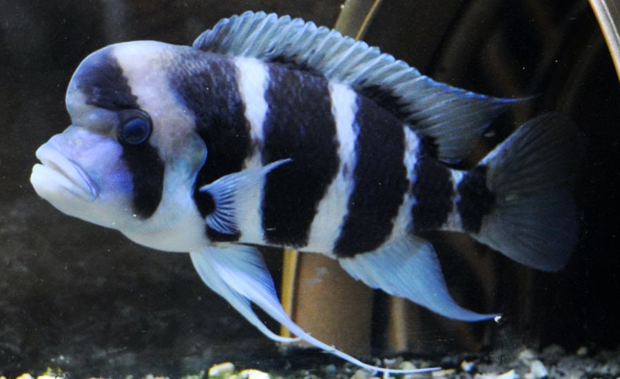 Frontosa Cichlids