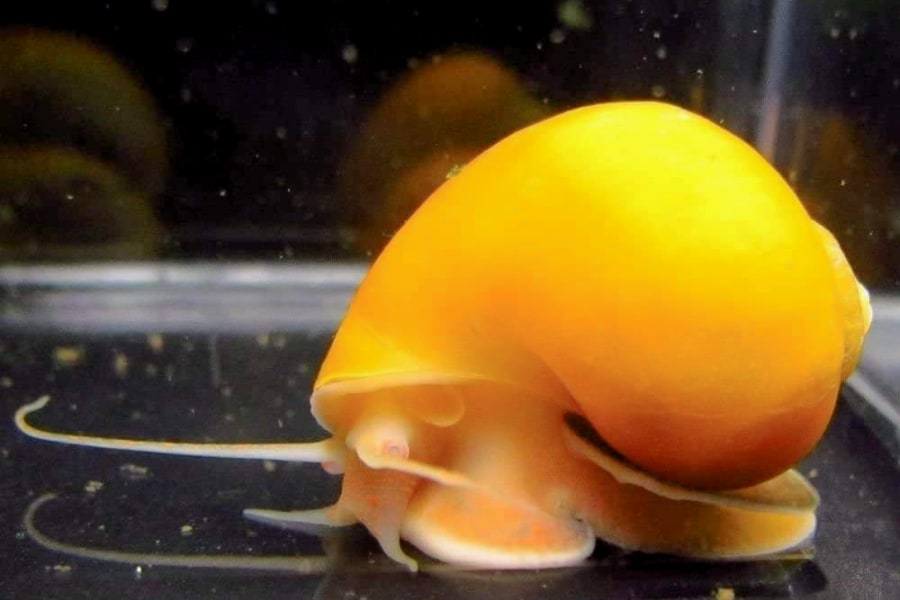 A gold mystery snail looks so beautiful.