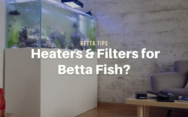 Do Betta Fish Need Heaters & Filters?