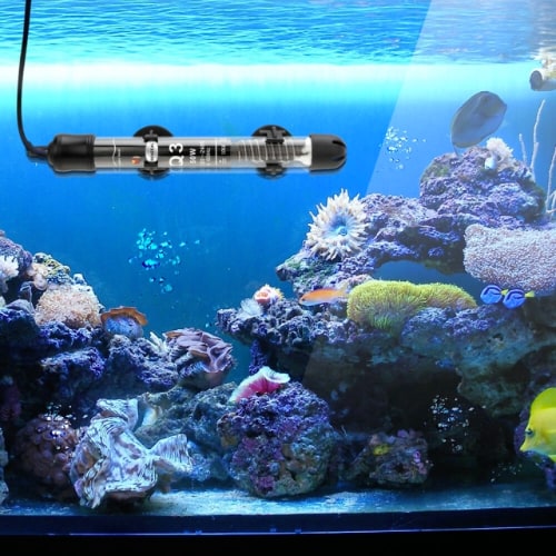Do Betta Fish Need Heaters & Filters? The Aqua Advisor