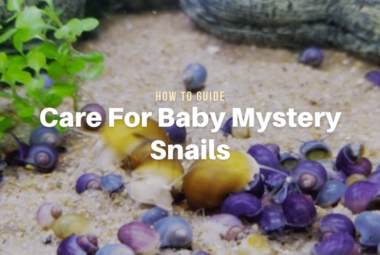 Guide on How to Care For Baby Mystery Snails