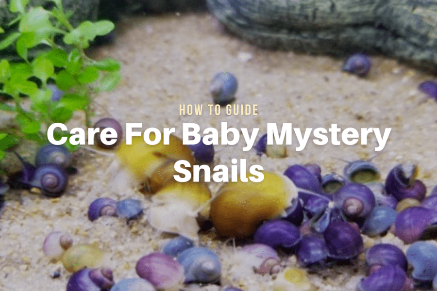 Guide on How to Care For Baby Mystery Snails The Aqua Advisor