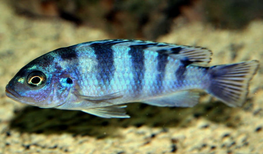 Kenyi Cichlid