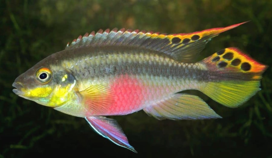 Kribensis Cichlid