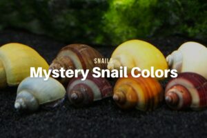 Mystery Snail Colors (Shell, Body & Stripes)