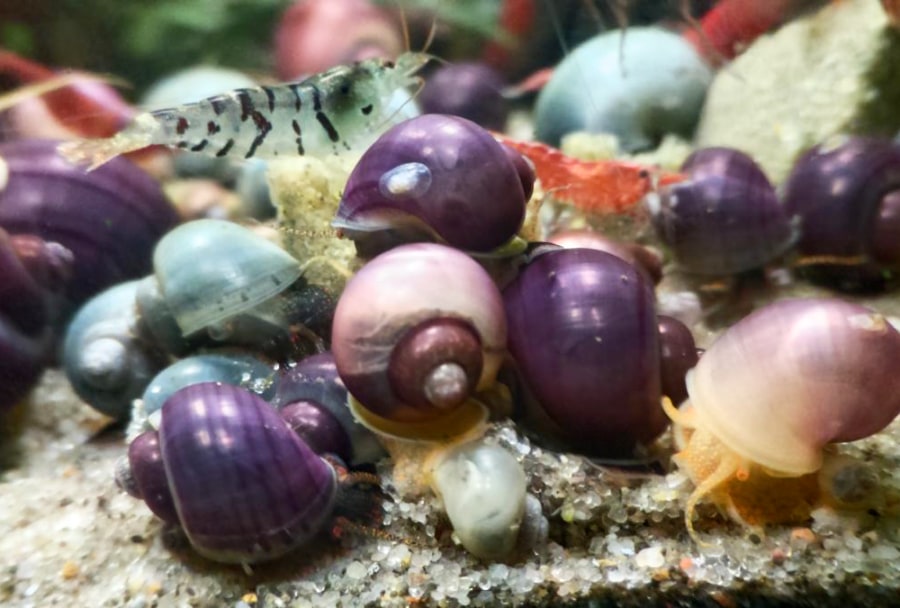 Mystery snails comes in a wide variety of colors.