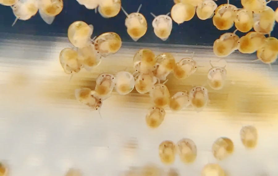 Mystery snails egg development.