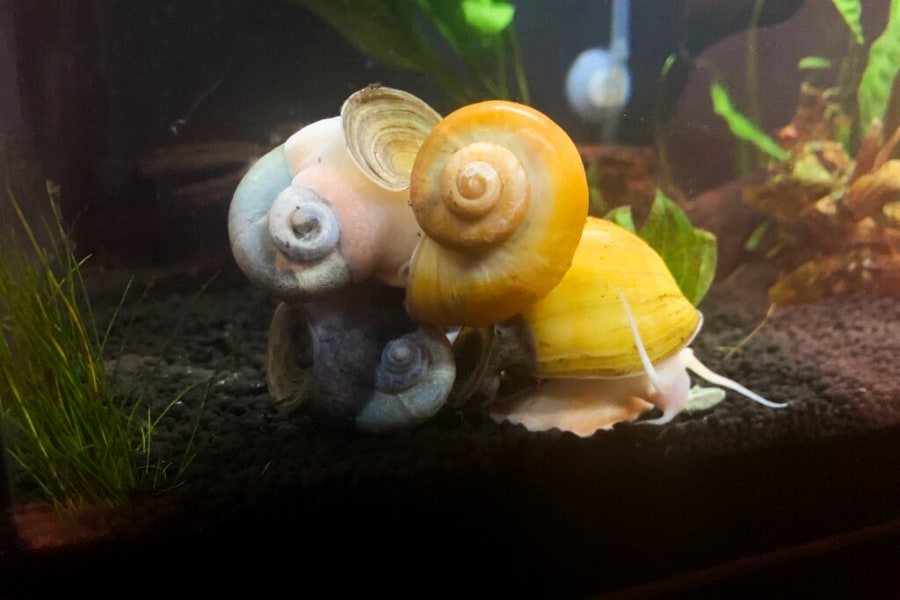 Mystery snails mating inside the aquarium.