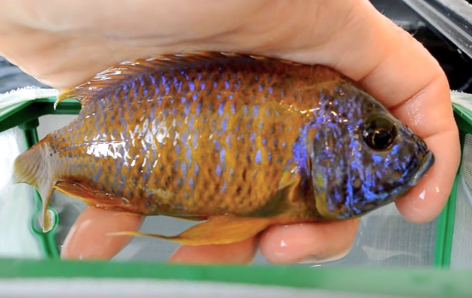 Peacock Cichlids