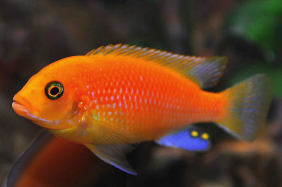 Red Zebra Cichlid