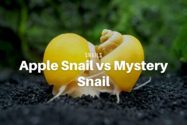 Apple Snail vs Mystery Snail: Know the Differences