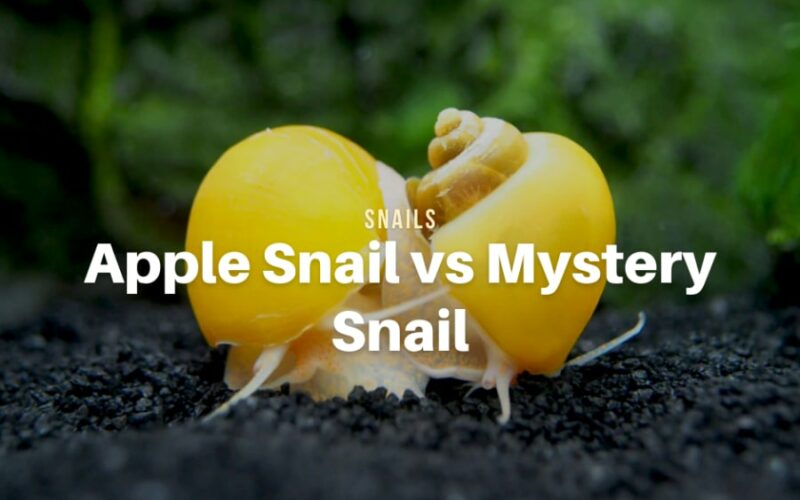 Apple Snail vs Mystery Snail: Know the Differences