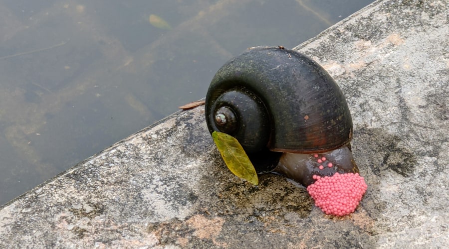 An apple snail is laying its eggs.