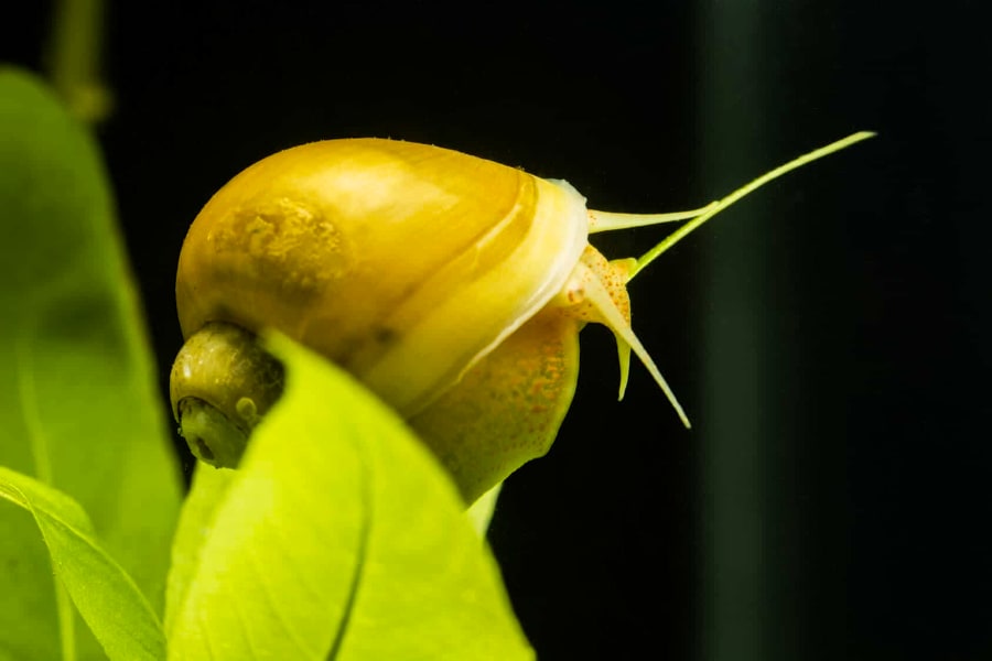 Mystery snail looks pretty similar to apple snail.