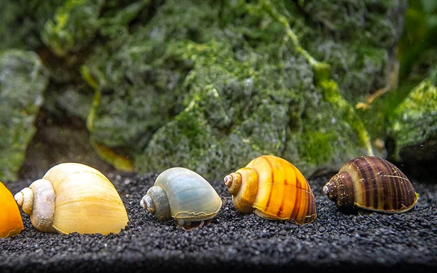 Several mystery snails, each with different colors.