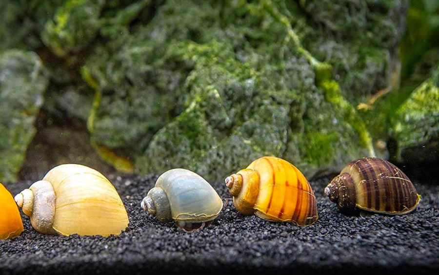 Mystery Snail Colors (Shell, Body & Stripes) The Aqua Advisor