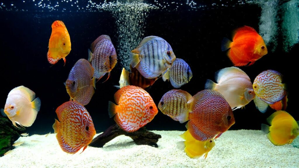 Discus in blackwater tank