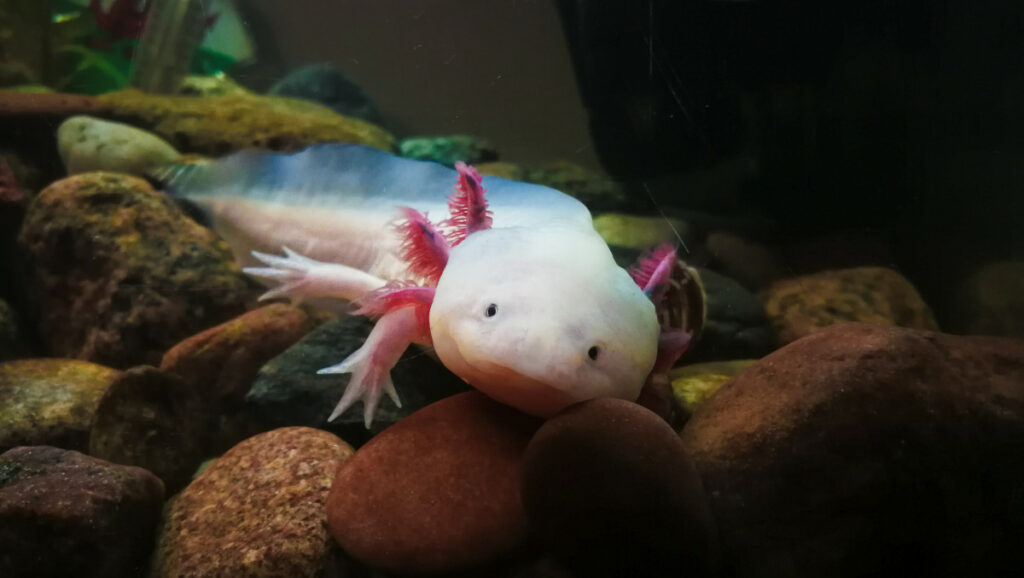 White axolotl