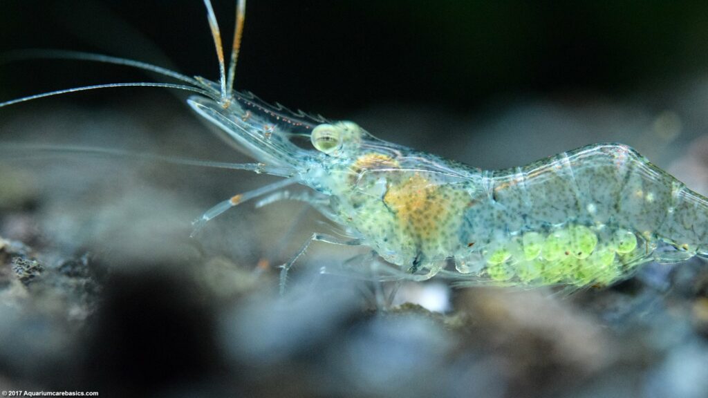 Ghost shrimp for axolotl