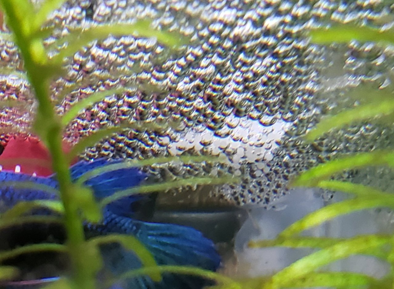 Betta Fish Making A Bubble Nest