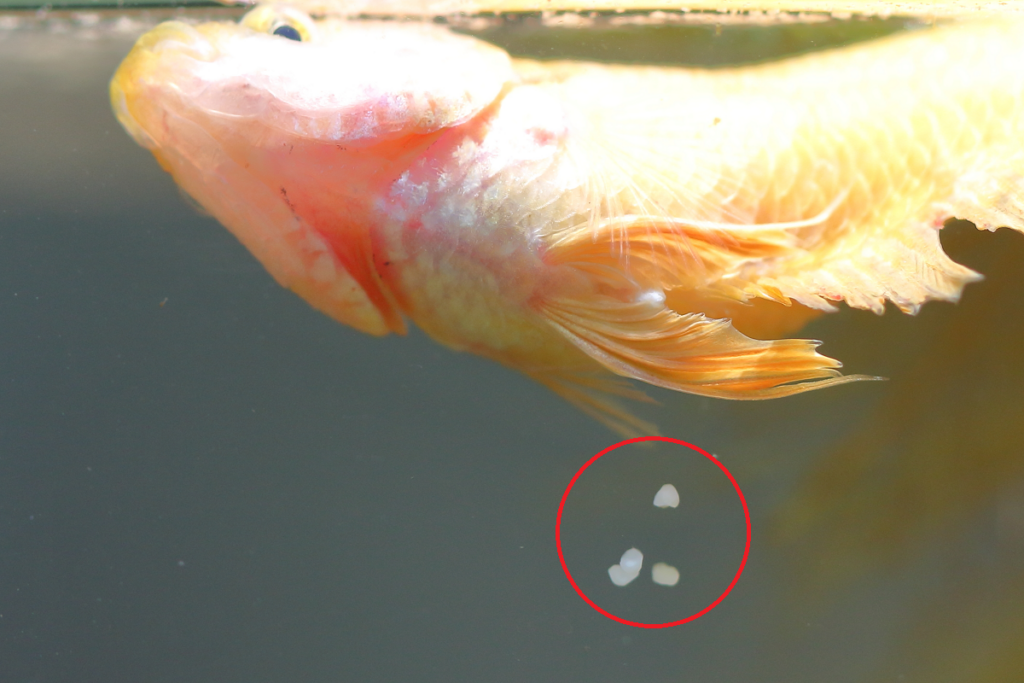 female betta fish eggs