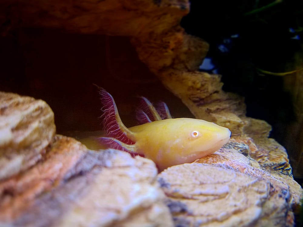 Axolotl hiding on rock