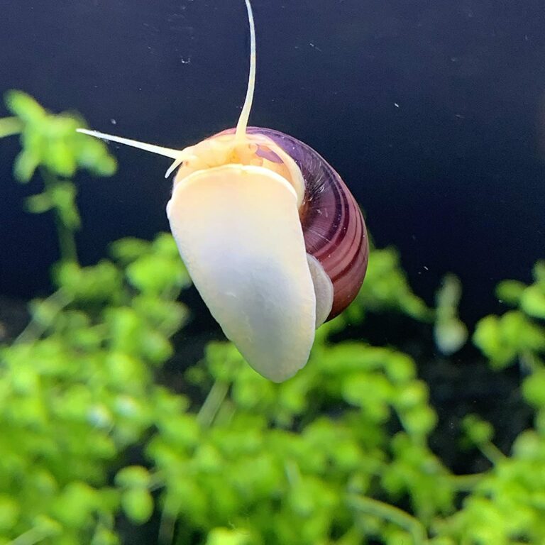 Calcium for Mystery Snails The Aqua Advisor